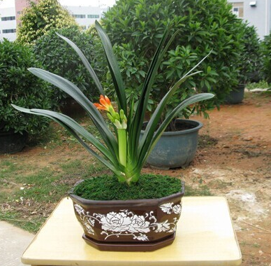 常見花卉養殖方法，獻給那些養花卻總是把花養死的人 (經典收藏版)