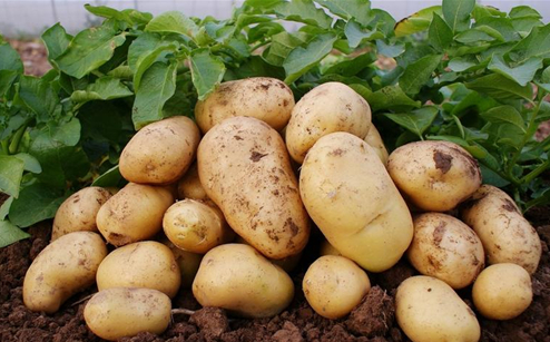 莊稼地的“金豆豆”-平度亭蘭豐收紀實