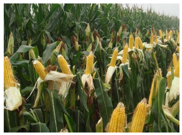 玉米要想長得好，這些防治妙招得知道！