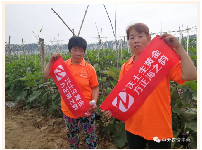 [效果回訪] 茄子長(zhǎng)勢(shì)喜人，豐收在望—沃土生黃金，方正海之韻