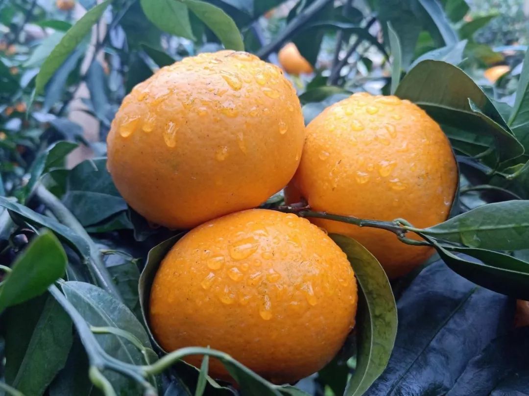 致富佳音-近萬噸肥料，千家農民，做好豐收這篇大文章！