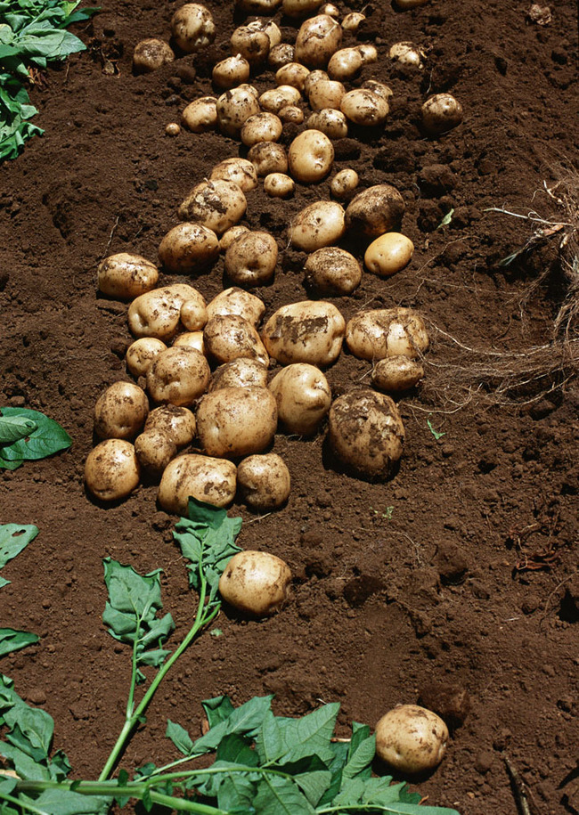 土豆高產施肥技術介紹