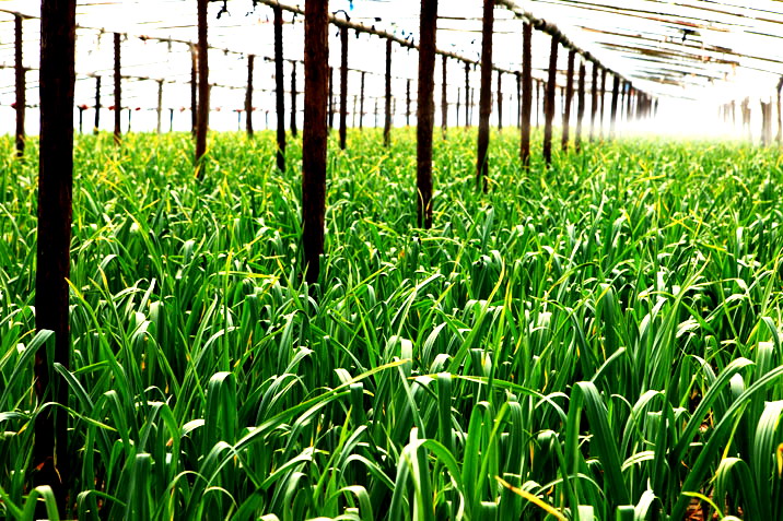 玉米產量低？方法用錯了！